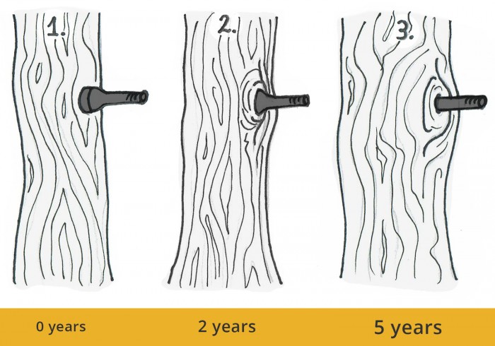 german-treehouse-screw-attachment-tree-growing-around-bolt.jpg