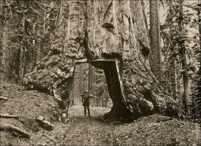 giant-sequoia-010.jpg