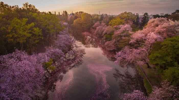 cherry-blossom-drone-photography-danilo-dungo-japan-5.jpg