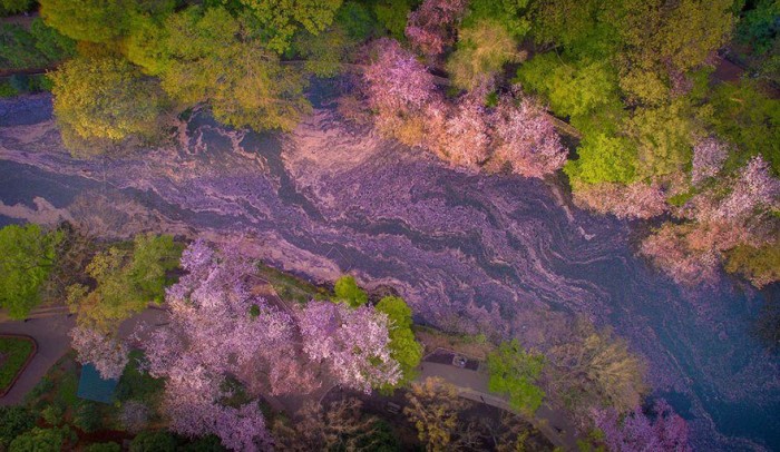 cherry-blossom-drone-photography-danilo-dungo-japan-7.jpg