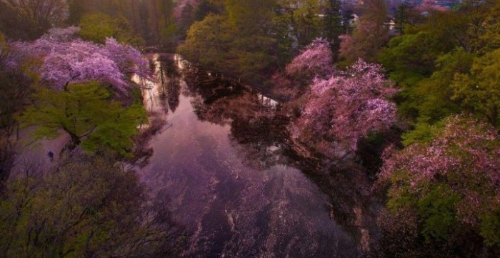 cherry-blossom-drone-photography-danilo-dungo-japan-9.jpg